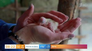 Большое пополнение: в Воронежском зоопарке вылупились 40 птенцов