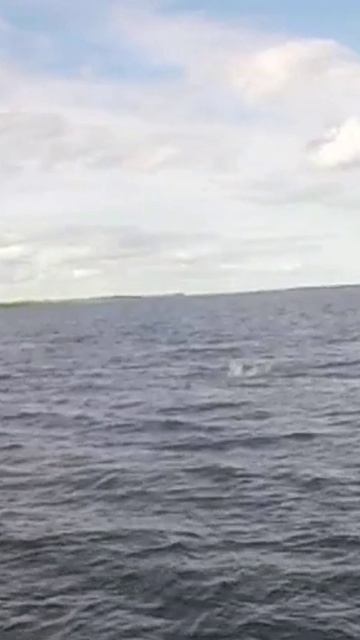 Вы видели это или нет?