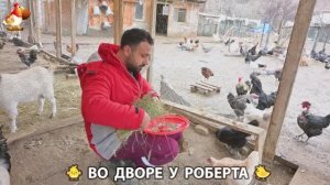 Содержание кур в домашних условиях и других птиц во дворе у Роберта 🐣🐤🦆🐔🪿🦃 (482)