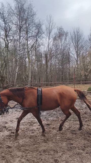 Оксана Новикова и Эмбер Грейс Кас, рота в развязках, рысь на корде.