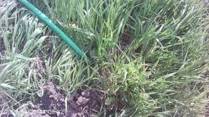 Полив и прополка с удалением корней сорняка - пырея