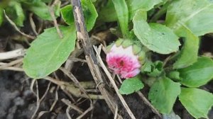 «Вести с полей»  2 серия, сев в теплице, уход за садом