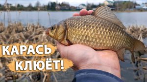 Карась уже клюёт! Ловля карася на фидер. Весенняя рыбалка в Подмосковье.