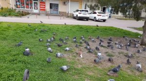 Что-то новое о жирных голубях.  29.04.2026