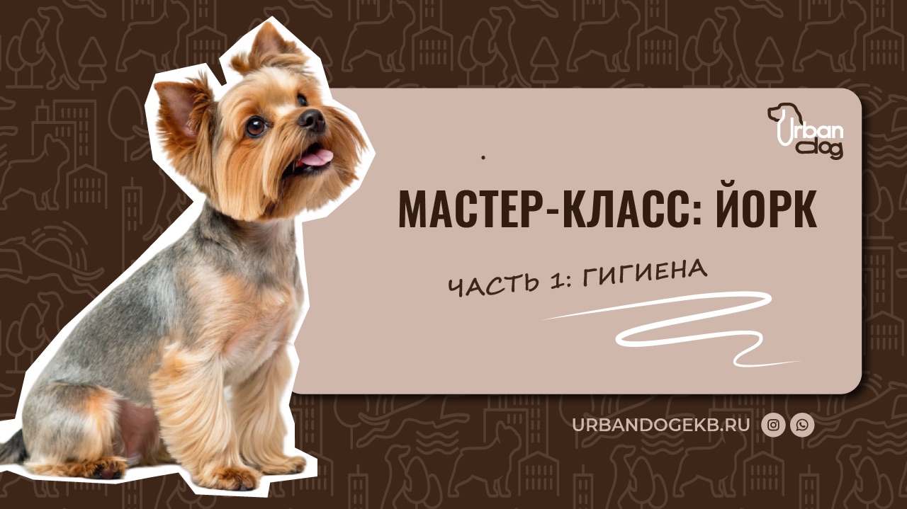 Гигиена йоркширского терьера смотреть онлайн