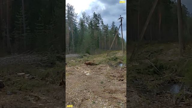 Восстановление ЛЭП после бури #юныйпрадедбодрыйдед #будогощь #авсарх