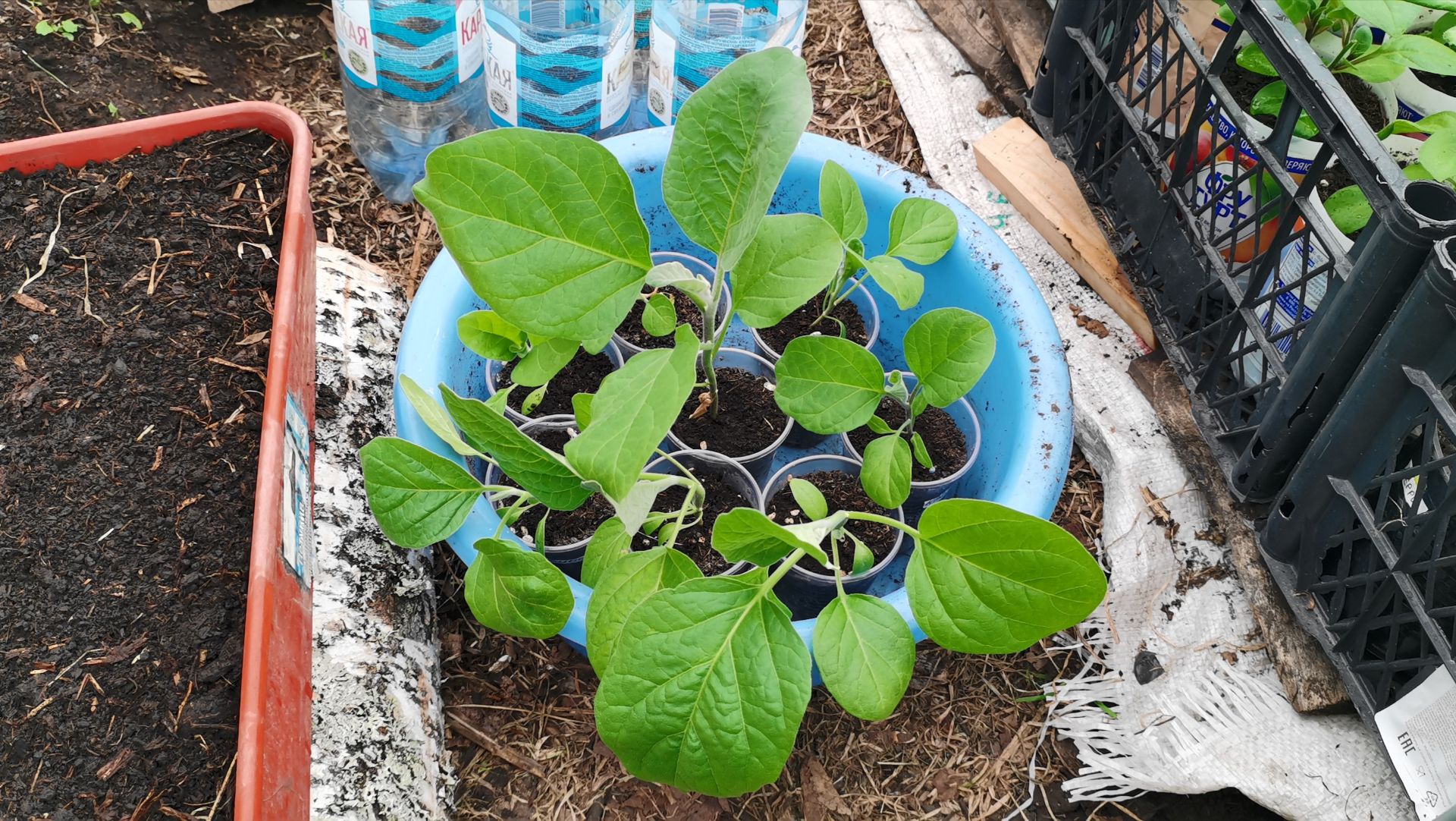 Баклажаны не растут как обычно лопухами 29 апреля рассада острого перца прет!