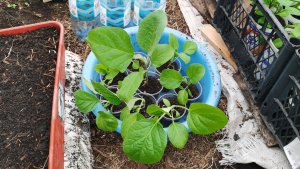 Баклажаны не растут как обычно лопухами 29 апреля рассада острого перца прет!