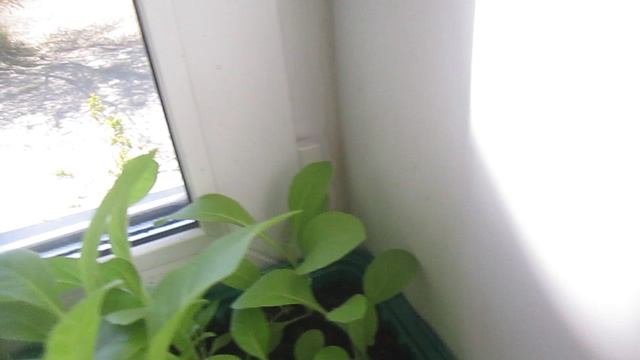 Саженцы табака через два месяца после посева.