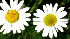 Выращивание ромашки из семян. Обзор.