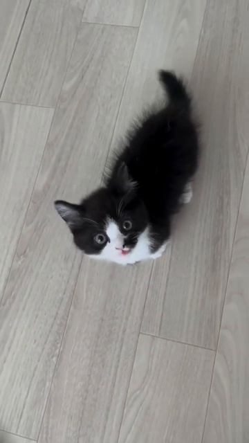 Клип @meowtaverse