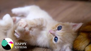 Мама-кошка нежно ухаживает за своими котятами: кормит, вылизывает и защищает их от опасностей.