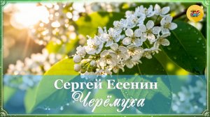 С. Есенин. Черемуха | 3 класс | Стихи наизусть