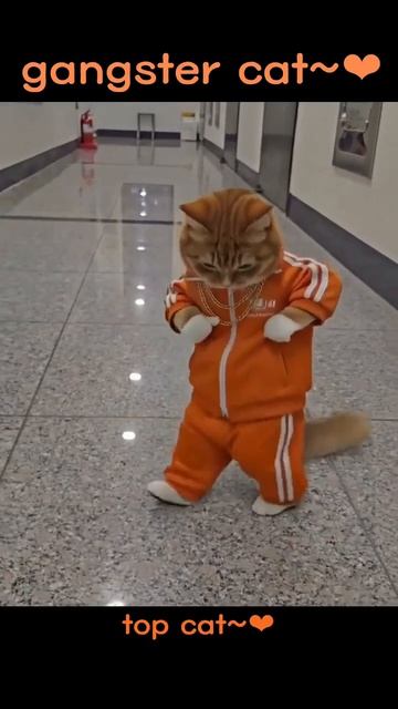 Рыжий кот рулит! Подписывайся на канал