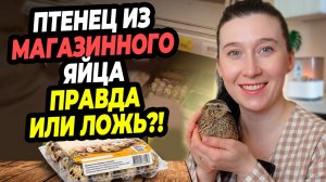Признались во всём! Спустя 2 года раскрыли ВСЮ ПРАВДУ про птенца из магазинного яйца. 🐣