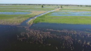 Астрахань Разливы Нерест сазана