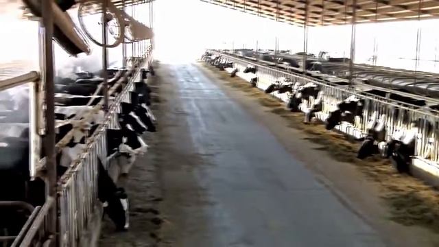 Охлаждение туманом  Животноводство