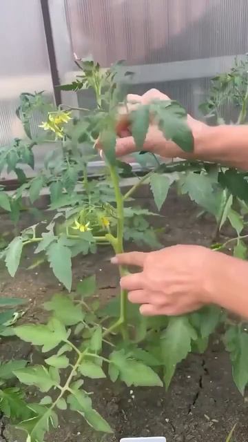 Дача своими руками