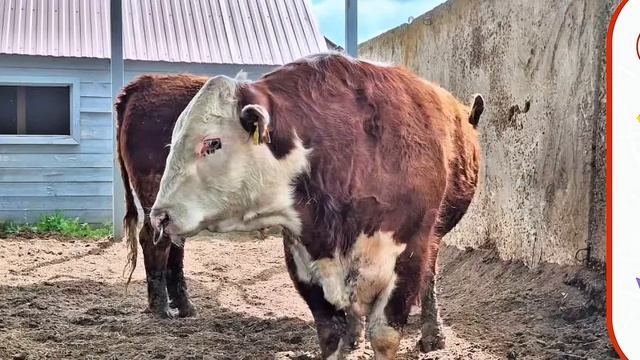 Почему российское КФХ выбрало КалмГУ для работы с быками-производителями?