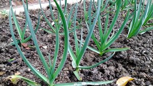 Майская ПОДКОРМКА ЧЕСНОКА — ОСНОВА БОГАТОГО УРОЖАЯ! Весенняя подкормка для супер головок в 2026 году