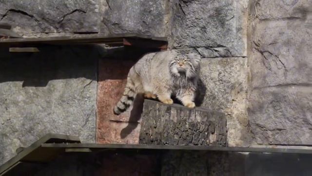 Милый манул!