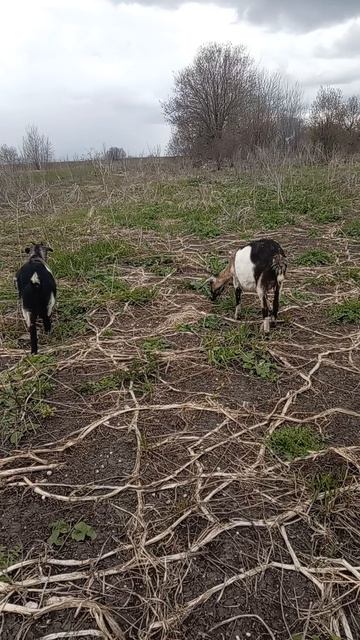 что важно сделать весной козам