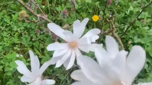 Весеннее цветение магнолий,персиков и декоративного миндаля