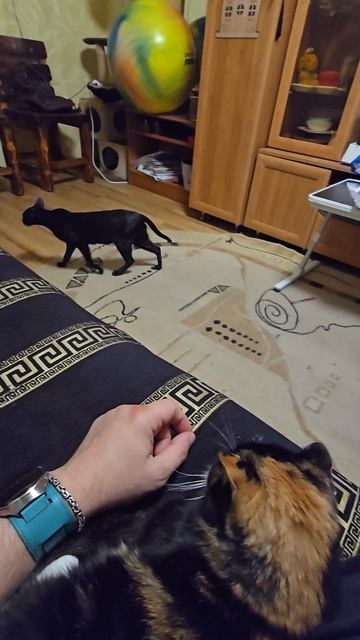 Ревность. Оправдываюсь перед кошкой за другую кошку. Не поделили хозяина.