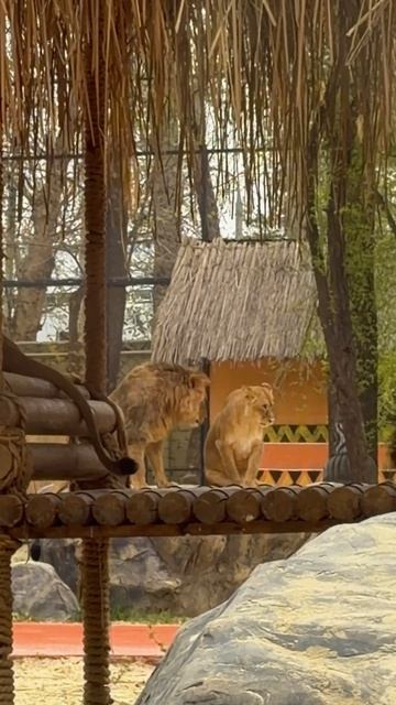 Magic Safari в Узбекистане