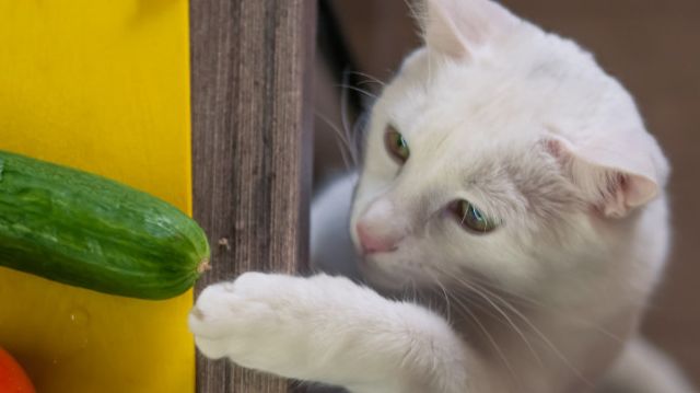 Почему кошки боятся огурцов смотреть онлайн