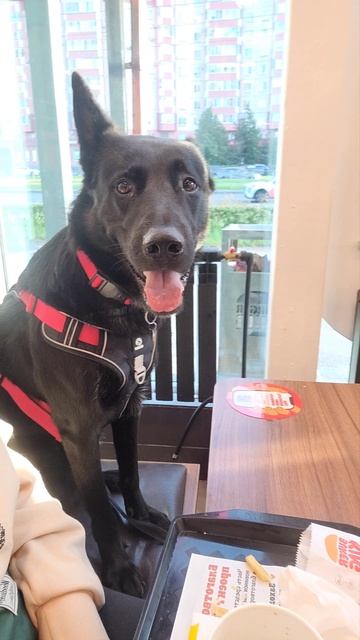 В кафе с собакой