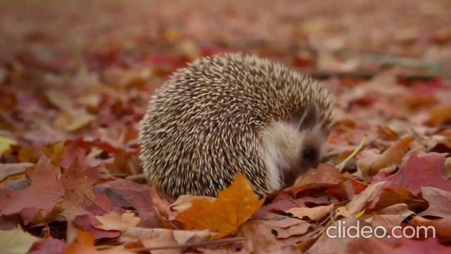 ёжик шуршунчик