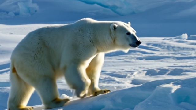 Где живут белые медведи?