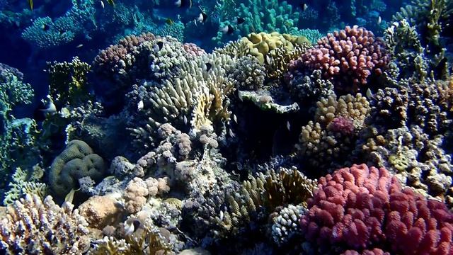 Риф в Сенсатори-4. Шарм эль Шейх