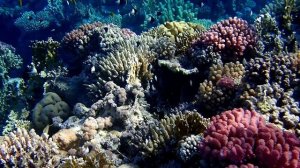 Риф в Сенсатори-4. Шарм эль Шейх