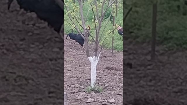 бой петухов 🐓