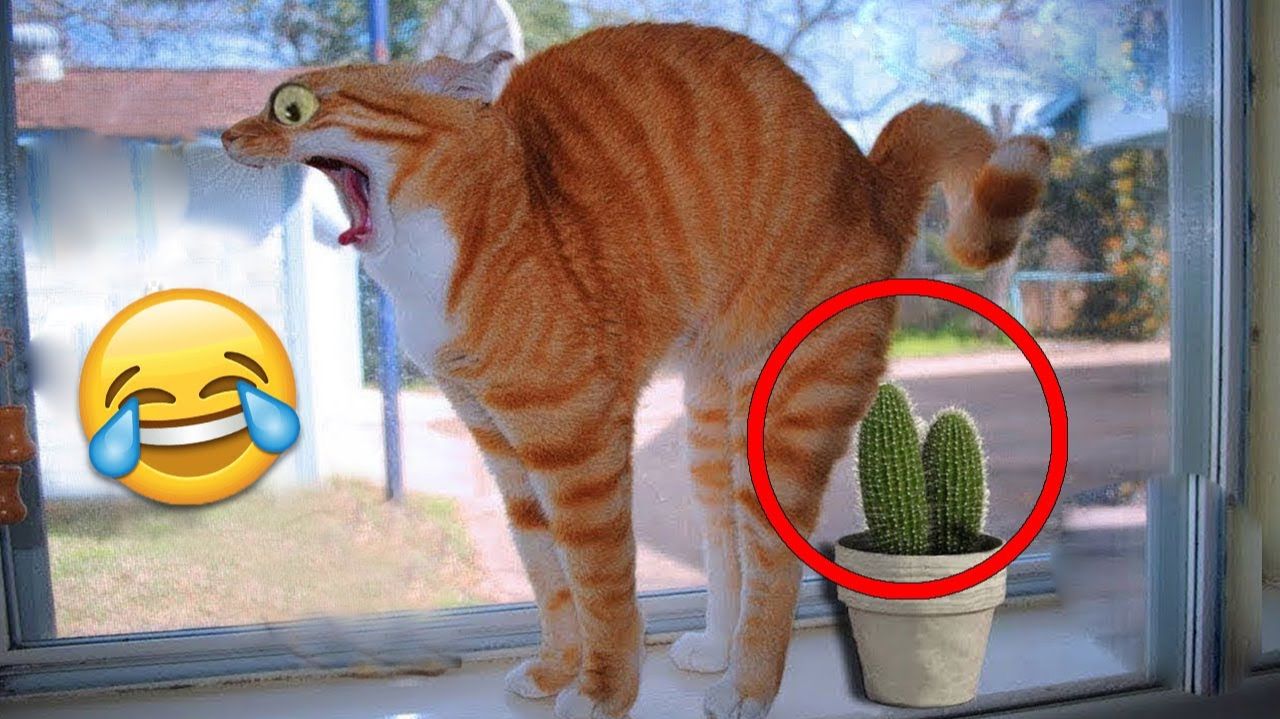 СМЕШНЫЕ КОТЫ  ЛУЧШИЕ ПРИКОЛЫ С КОТАМИ СОБАКАМИ КОШКИ СОБАКИ ЖИВОТНЫЕ СМЕШНОЕ ВИДЕО