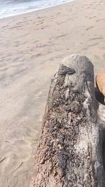 На Индийском пляже меня охраняют собаки и никуда от них ни деться