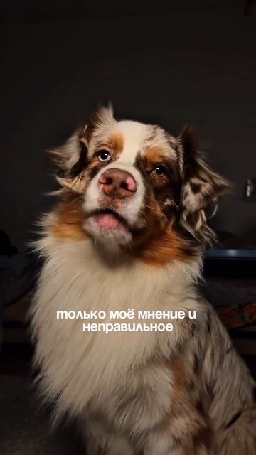 Не перебивай, я говорю🐶))