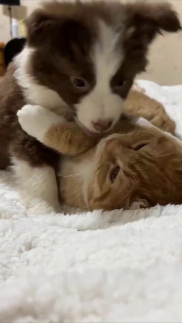 Ваша психика держится на таких видео❤️