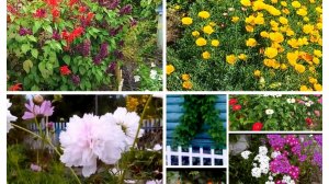 Красивые однолетние цветы для сада