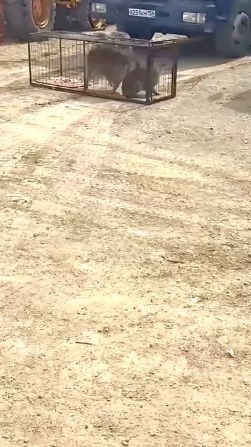 🟥🟥🟥🟥🟥🆘🆘🆘🟥🟥🟥🟥🟥

Это Орск - и это не пиар! Живодёры терзают Орск с 2024 года