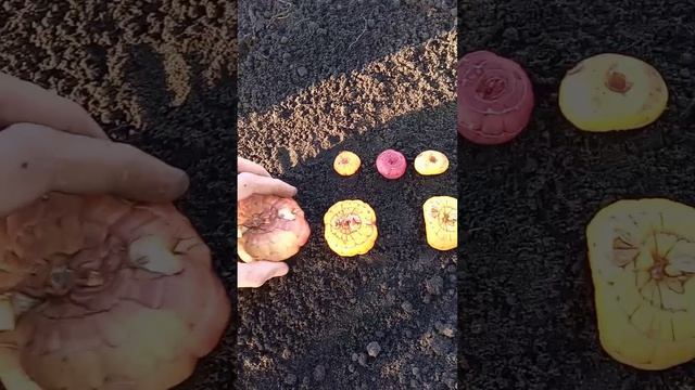 Гладиолус. Посадка луковиц и деток.