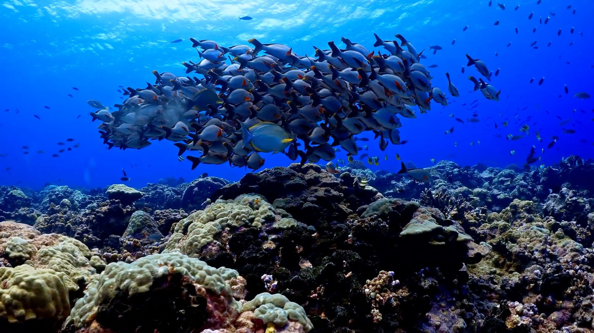 Аквариум в 4K: красота в деталях