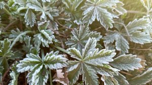 Пеку пирожки  с любимой начинкой#Побаловала хомяка# Покупки#Готовые работы# Рукодельные планы#