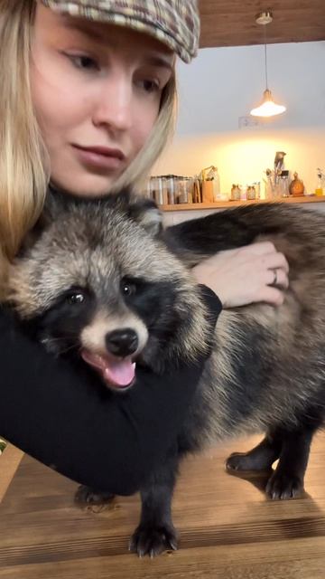 Обнимаемся! животные мойпитомец питомец енотовиднаясобака енотка тануки собака лиса