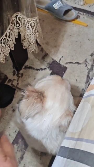 У нас ещё один шаг вперёд Снежок пьёт сам