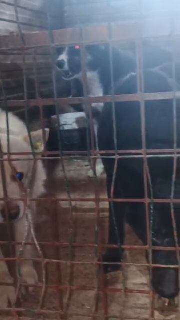 Уфа, Башкирия
Попали в отлов вот  такие собаки!😰Добрые и ласковые 
Пожалуйста, сделайте репост🙏