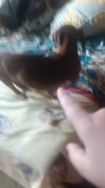 дебилникос ебникос