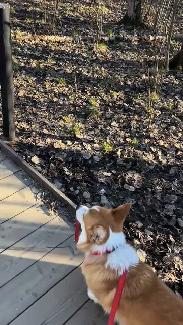 Коржик и еда это что-то с чем-то